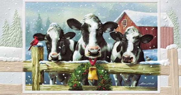 Three cows giving Season's Greetings